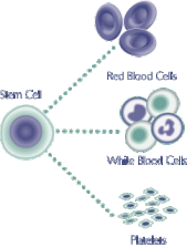 stem_cell_fig1